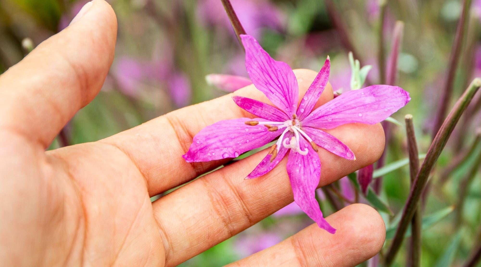 PLANTS THAT GROW TO HEAL THE LAND