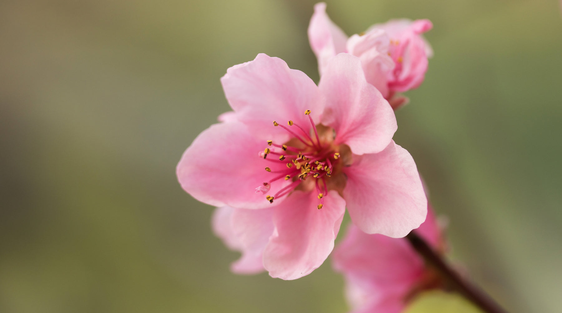 Cherry Blossom Flower Essence