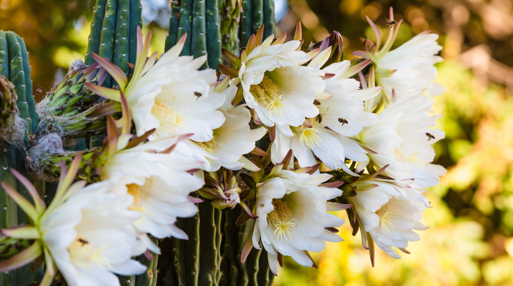 Night-blooming cereus cactus flower sympathy card