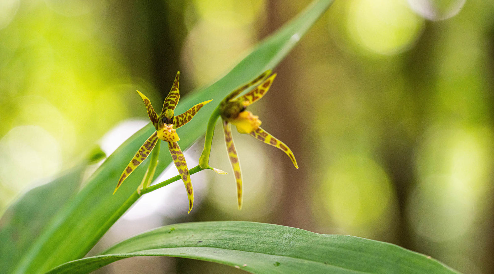 Spider orchid store