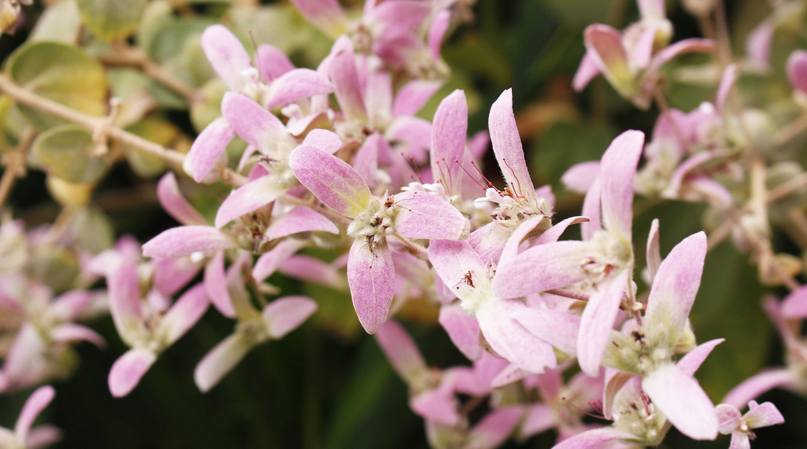 Pink Melastoma Elixir - LOTUSWEI