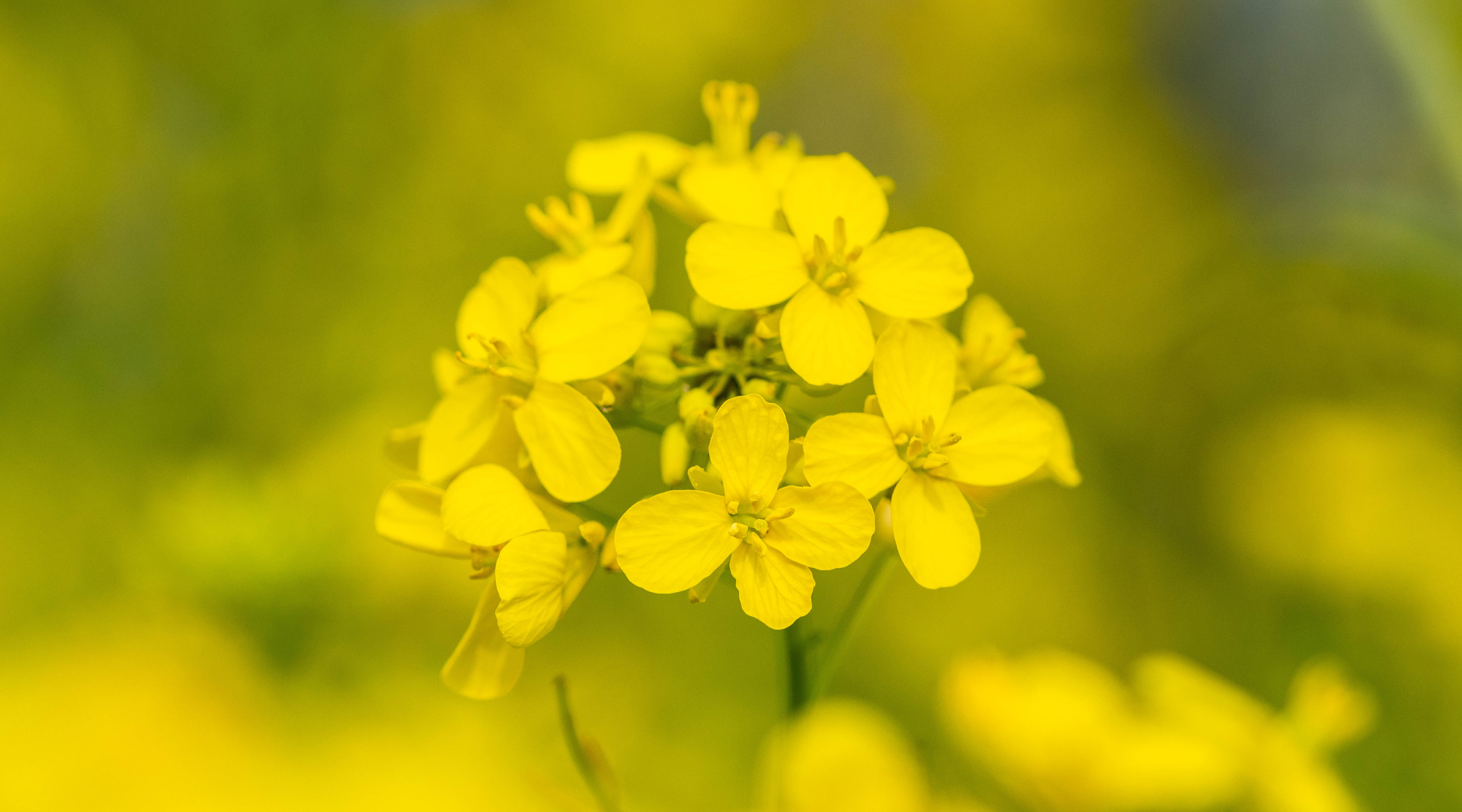 MUSTARD FLOWER ESSENCE