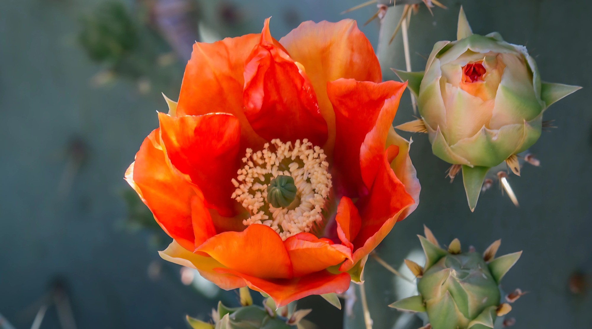 ORANGE PRICKLY PEAR FLOWER ESSENCE