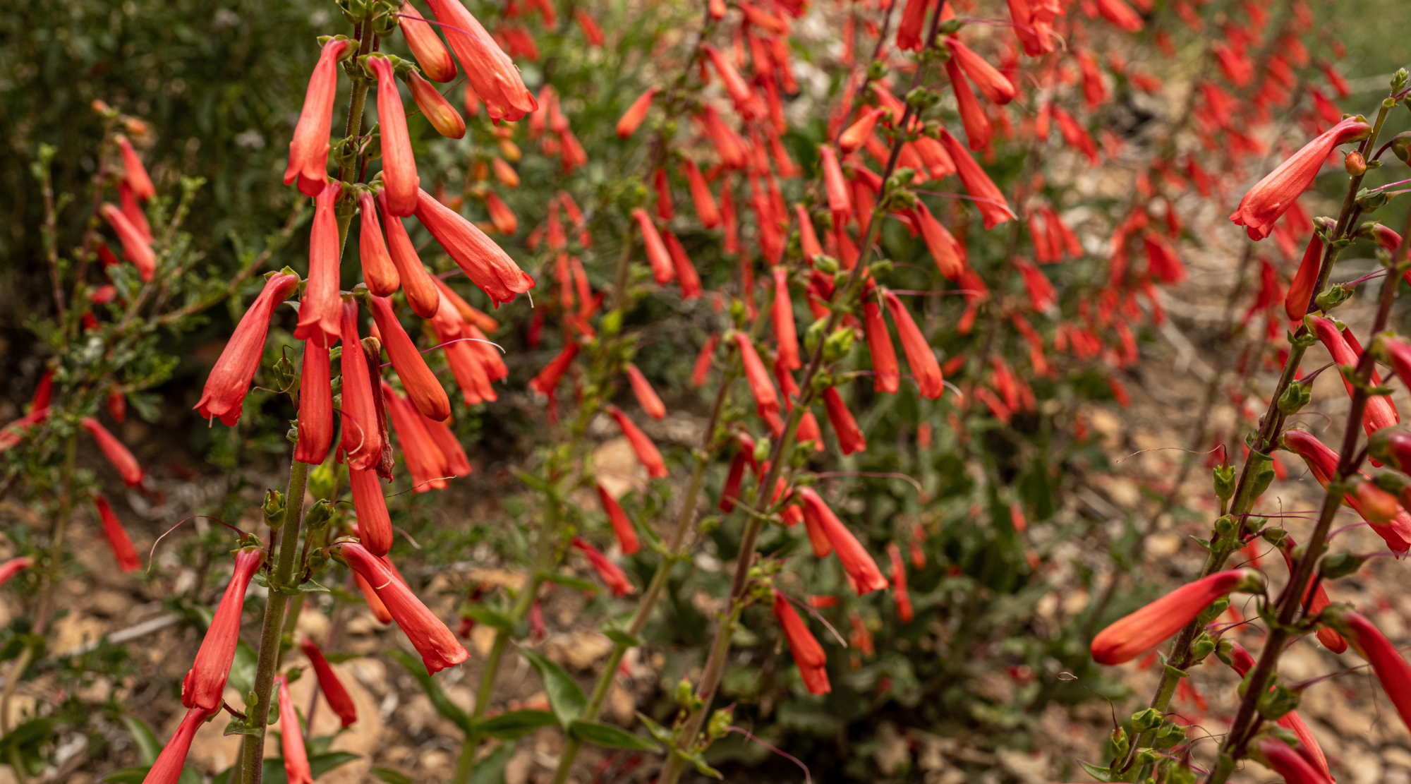 RED PENSTEMON FLOWER ESSENCE