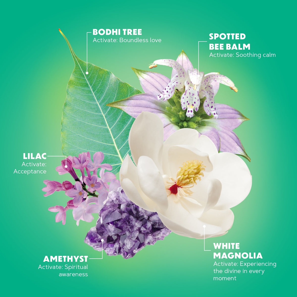 Finding Compassion with Magnolia Essential Oil 