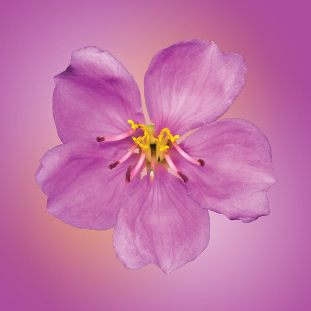 Pink Melastoma Flower Elixir