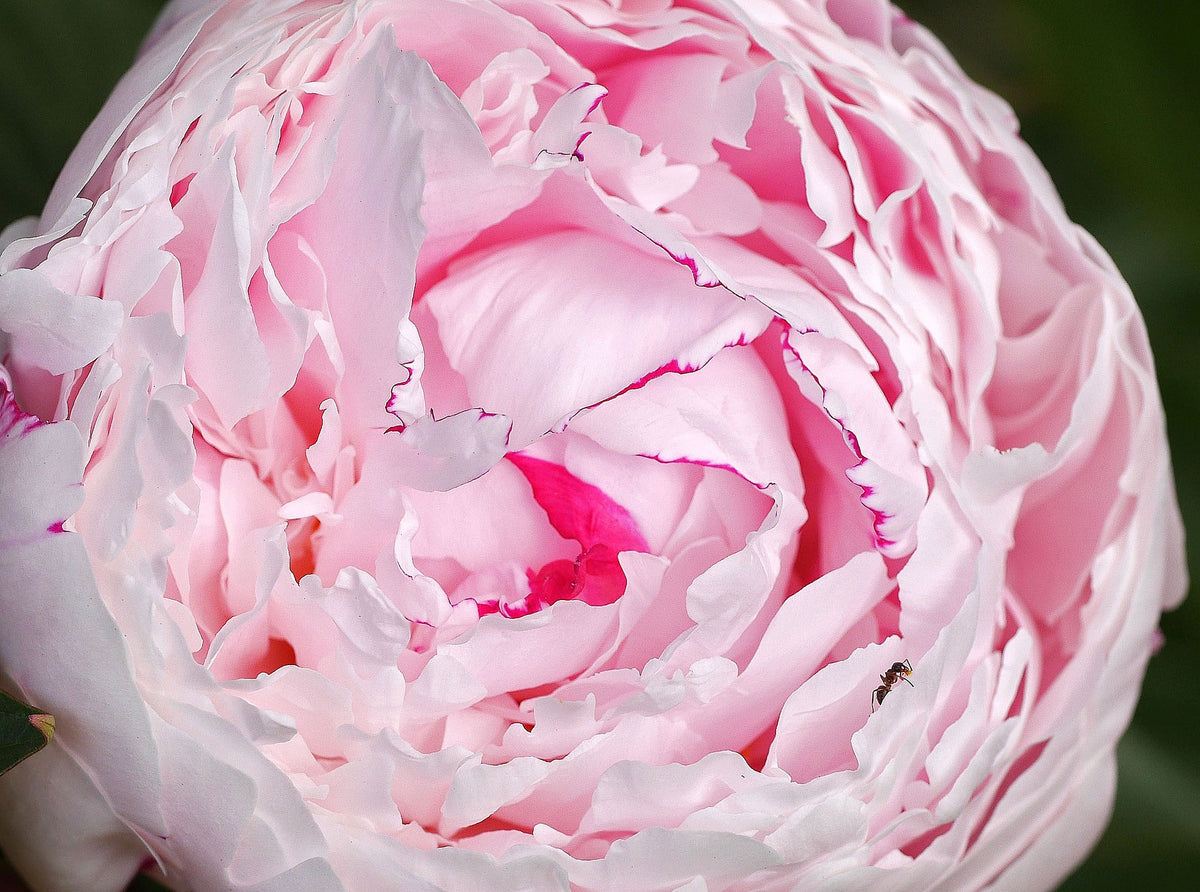 Experience the Healing Power of peony oil essential 